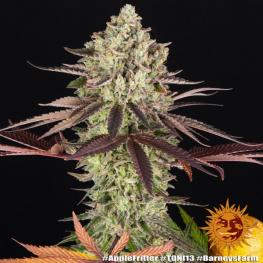 Apple Fritter (x3) Apple Fritter (x3)